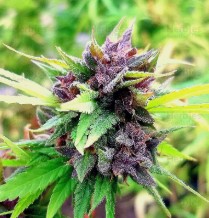 seeds that resist mold and mildew in wet areas h