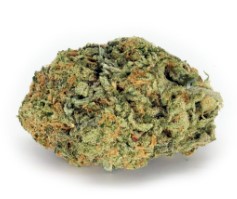 seeds that resist mold and mildew in wet areas i