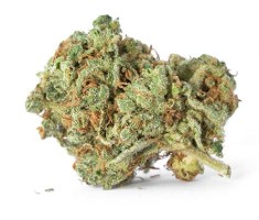 seeds that resist mold and mildew in wet areas j