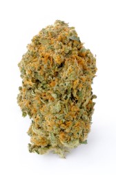 shark shock appearance