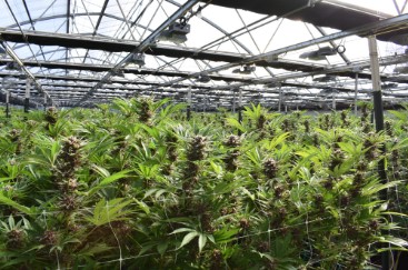 sharksbreath cultivation