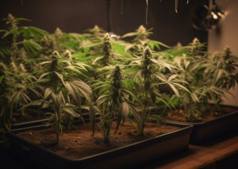 should you top autoflowers from seed e