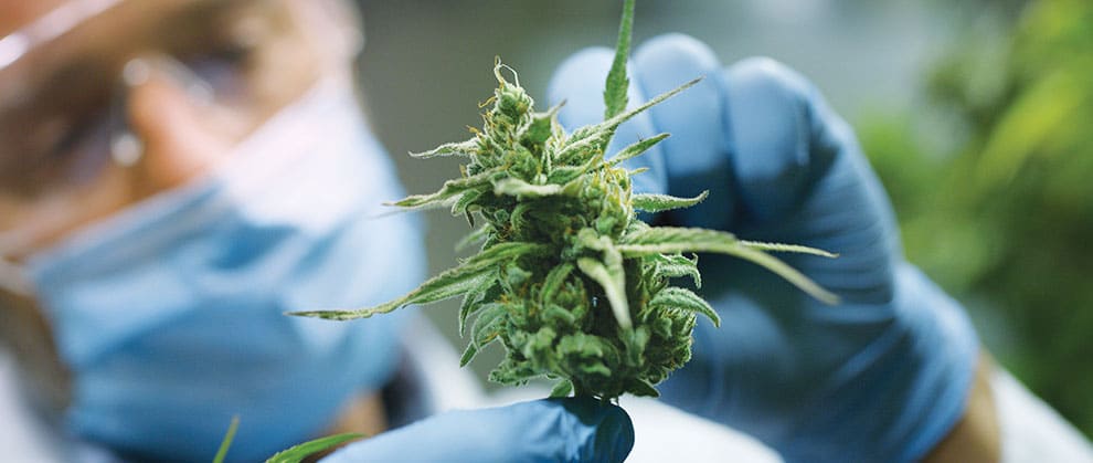 shutterstock 1296586384 HQuality