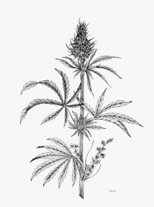 sisters glue cultivation