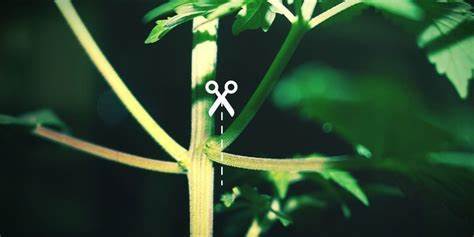 skunk kush defoliation