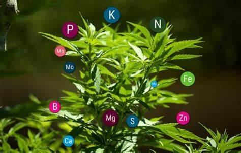 skunk kush nutrients