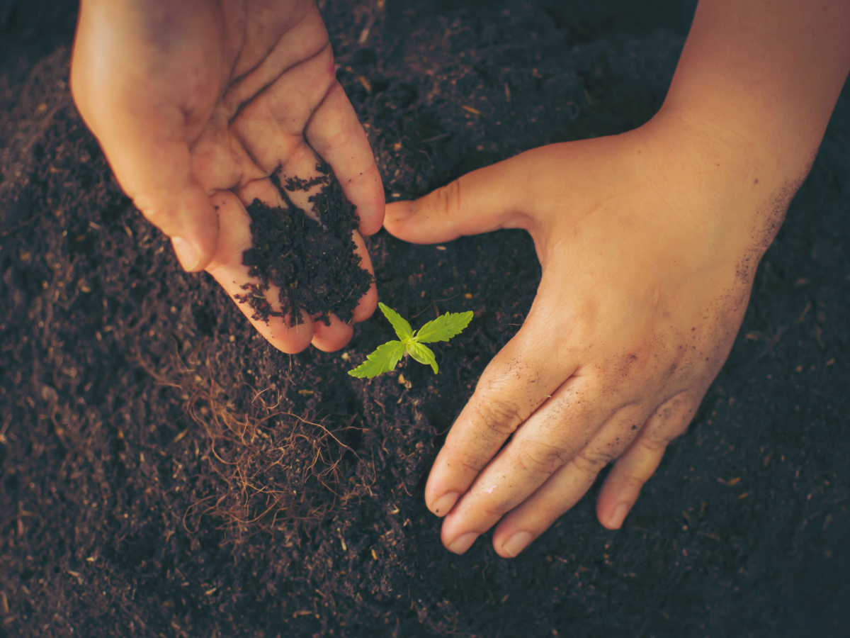 soil cannabis plant
