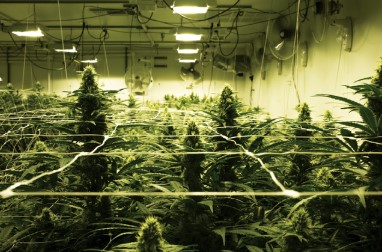 sour apple cultivation