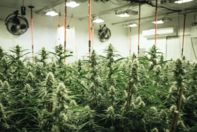 sour bubble cultivation