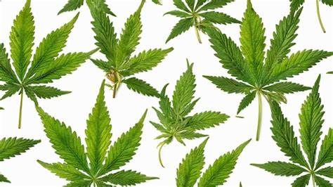 sour dubble morphology