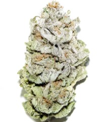 strains with legendary part genetics d