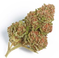 strains with legendary part genetics g