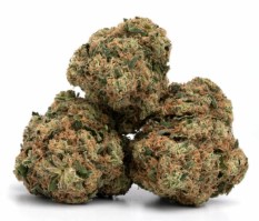 strains with legendary part genetics k