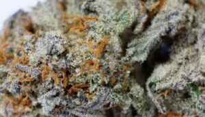 Sugar Cookie trichomes