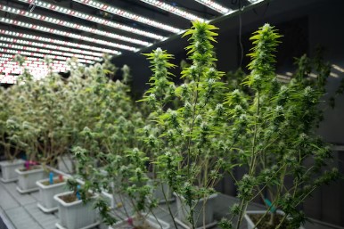 super bud cultivation