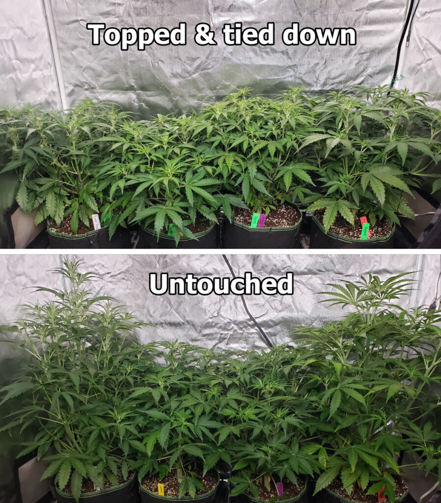 tent 1 vs tent 2 autoflowering week 5