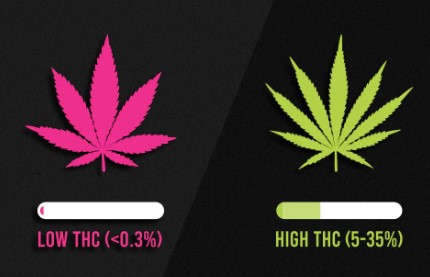 thc levels
