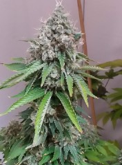the best outdoor cannabis seeds for 2025 gg