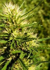 the best outdoor cannabis seeds for 2025 gggg