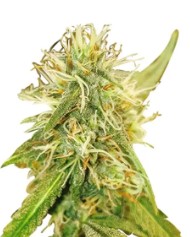 the best outdoor cannabis seeds for 2025 hh
