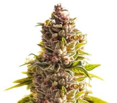 the best outdoor cannabis seeds for 2025 nl