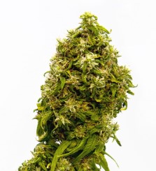 the best outdoor cannabis seeds for 2025 sd