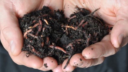 the best soil mix for germinating cannabis seeds g