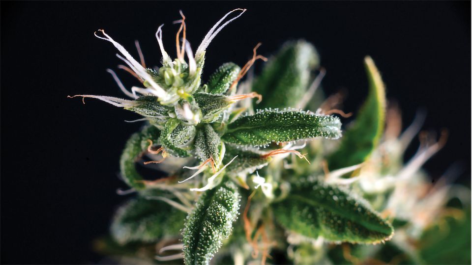 the science of cannabis trichomes 313105 960x540 1