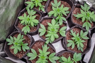 Tips for Growing Autoflowers in 3-Gallon Pots