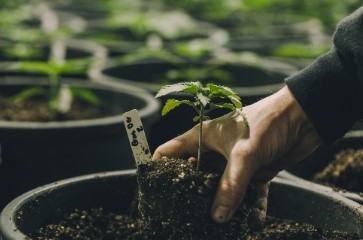 tips for growing autoflowers in 3 gallon pots d