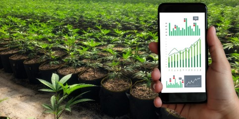 tips for growing autoflowers in 3 gallon pots e