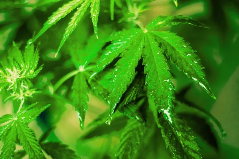 growing cannabis in humid environments