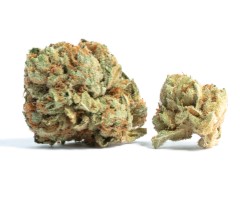 top 10 autoflower cannabis seeds in 2025 aa