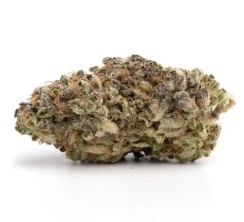 top 10 autoflower cannabis seeds in 2025 e