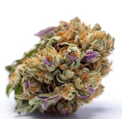 top 10 autoflower cannabis seeds in 2025 f
