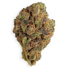 top 10 autoflower cannabis seeds in 2025 gg