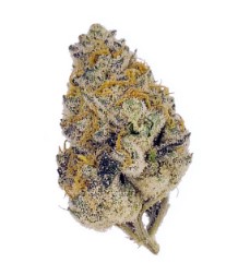 top 10 autoflower cannabis seeds in 2025 hh