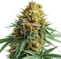 top 10 cannabis seeds for 2025 bb