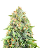 top 10 cannabis seeds for 2025 cc