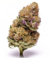 top 10 cannabis seeds for 2025 ff