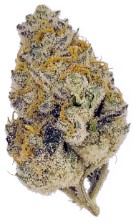 top 10 cannabis seeds for 2025 fff