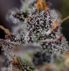 top 10 cannabis seeds for 2025 gg