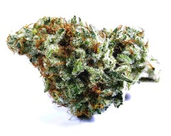 top 10 cannabis seeds for 2025 kk