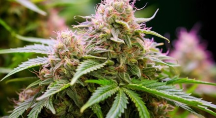 Top 10 Cannabis Seeds for 2025