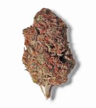 top 10 cbn strains b
