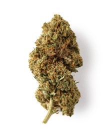 top 10 cbn strains wr