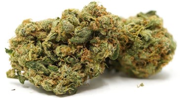 top cannabis seeds for arizona desert conditions d