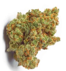 top cannabis seeds for arizona desert conditions hh