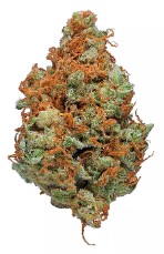 top cannabis seeds for arizona desert conditions i