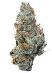 top cannabis seeds for nightime use f
